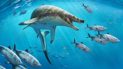 Dinosaur-age sea monster with 'face full of huge, dagger-shaped teeth' discovered in Moroccan mine
