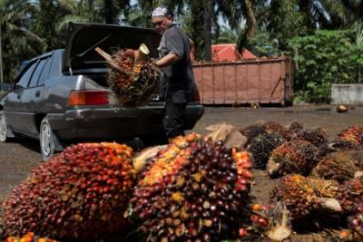 Global Palm Oil Prices Set To Rise Due To Supply Shortage