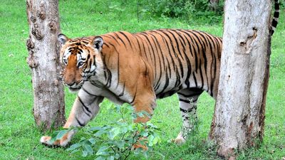 Resorts near tiger reserves have turned choice wedding destinations: Supreme Court