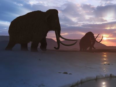 Scientists take a step closer to resurrecting the woolly mammoth