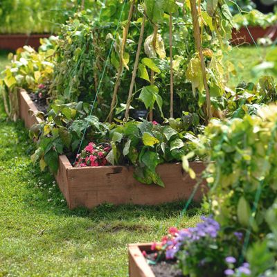 How to build a raised garden bed – an expert guide to building a planter from scratch
