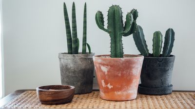 How often to water a cactus — gardening pros spill hydration tips