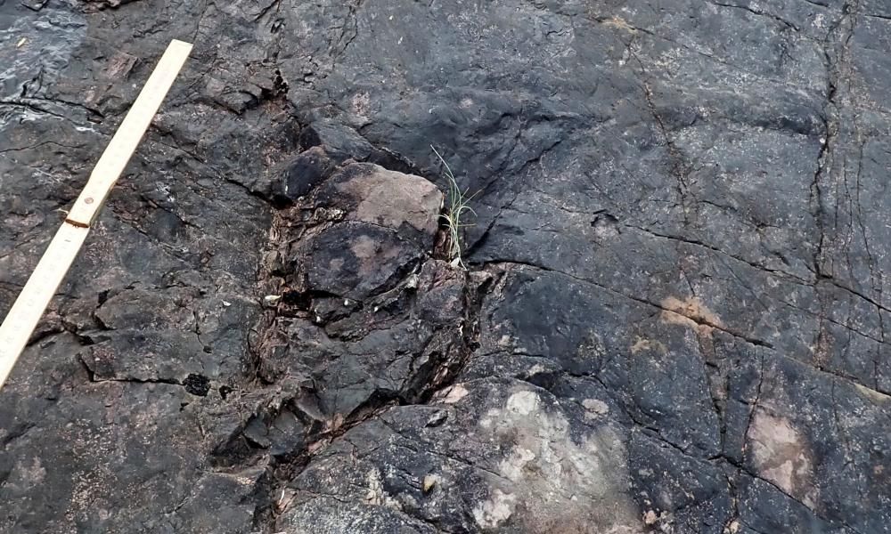 World’s oldest fossilised trees discovered along Devon…