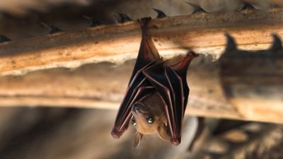 How to attract bats into your backyard
