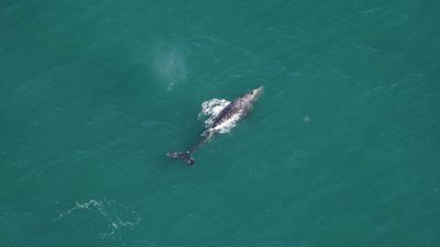 'Should not really exist in these waters': Scientists spot gray whale, thought to be extinct in the Atlantic, off Massachusetts coast
