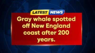 Rare Gray Whale Sighted Off New England Coast After 200 Years