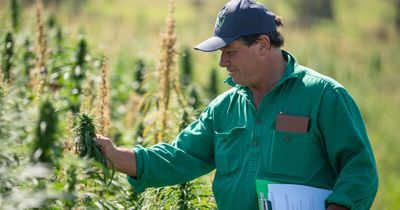 How Hunter could be hemp industry heartland, as cannabis stigma eases