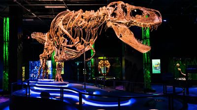 Double delight for dinosaur devotees over T-Rex arrival