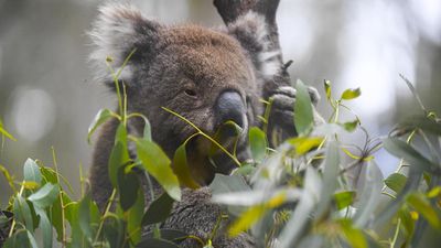Logging paused amid koala deaths but solution unclear
