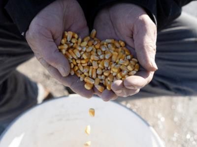 Mexico Awaits US Proof On Safety Of GM Corn