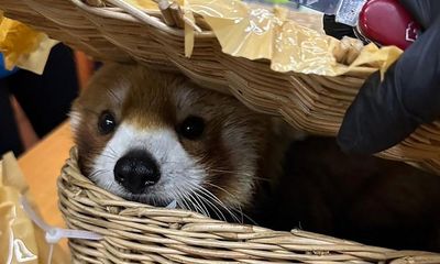 Red panda found in luggage of smuggling suspects at Thailand airport