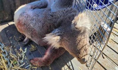 Investigation into logging on Kangaroo Island under way after release of ‘horrific images’ of dead koalas