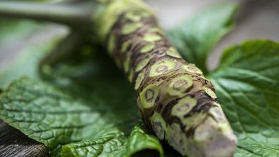 How to harvest wasabi – when to successfully crop the spicy roots and the greens