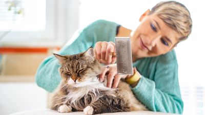 Does your cat hate being brushed? Here are five ways to train them to tolerate it, according to this cat psychologist