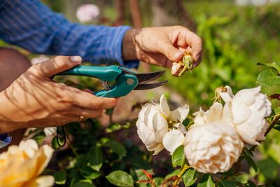 7 plants to prune in March — according to an expert