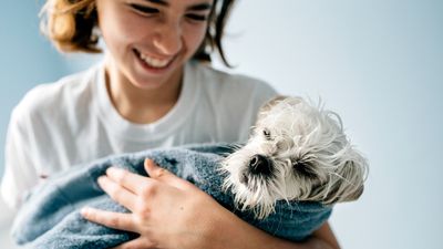 Trainer reveals how to dry your dog with a towel safely, quickly and hassle-free (and it's brilliant if they're mouthy!)