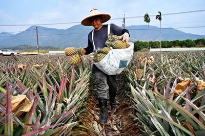 The latest thorn in Taiwan-China tensions: pineapples