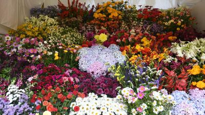 Ooty flower show to be held from May 17