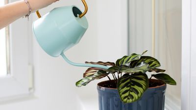 How to water calatheas correctly – and common errors to avoid