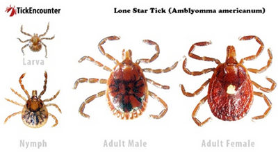 University of Kentucky study identifies three ticks most likely to cause illness in humans