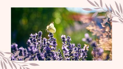 Monty Don shares his advice for attracting flocks of butterflies into your garden this spring
