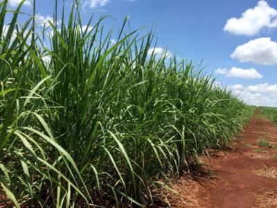 Brazilian Mills Increase Sugar Capacity, Shift Focus To Ethanol