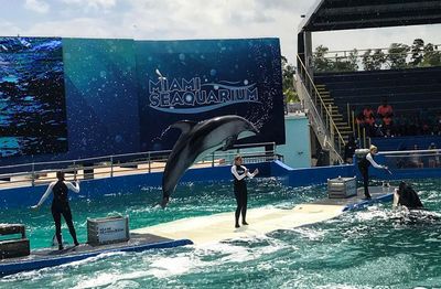 Troubled Miami Seaquarium ordered to close after high-profile animal deaths