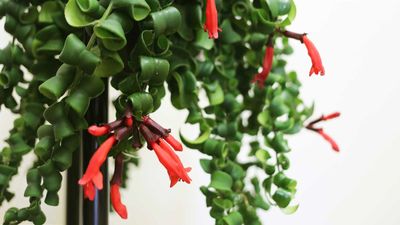 How to care for a twisted lipstick plant – 3 top tips from houseplant experts