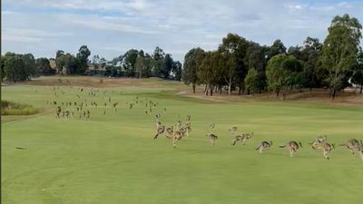 Watch This Incredible Stampede Of Kangaroos Run Across Golf Course