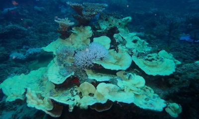 Fifth mass coral bleaching event in eight years hits Great Barrier Reef, marine park authority confirms