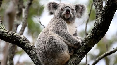 Fears for koala habitat after coal mine assessed