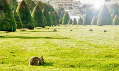 A glorious lineage, or an expensive disaster? Paris is at war over 300 wild rabbits