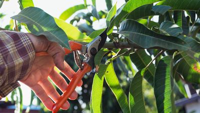 7 trees to prune in March as they start to break their winter dormancy