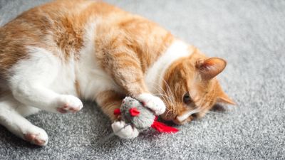 Behaviorist reveals how to choose the right toys for your feline friend — and her answer may just surprise you!