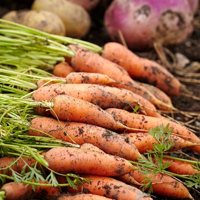 When to plant carrot seeds for a healthy harvest – so you can start making carrot cake in no time