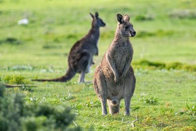 Watch: Stampede of kangaroos inundate Australian golf course