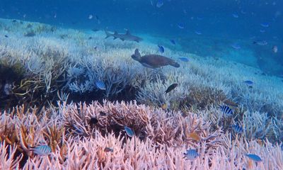 We can’t pretend we’re doing enough if we want to give the Great Barrier Reef a chance to survive