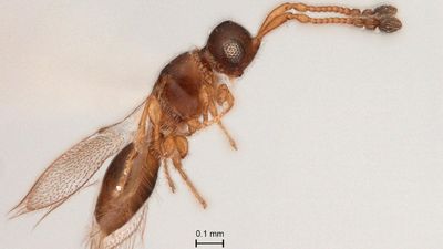New genus of parasitoid wasp discovered