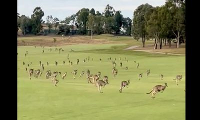 Golfers interrupted by a stampede of kangaroos that ‘went forever’