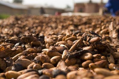 Forecasts for Rain in West Africa Weigh on Cocoa Prices