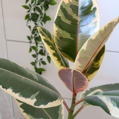 How to care for a rubber plant – the almost unkillable houseplant