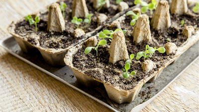 Seed tray alternatives – 5 DIY ideas for germinating your seeds
