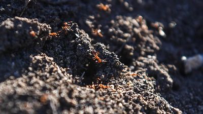 Fatal flaws: grim warnings about fire ant program
