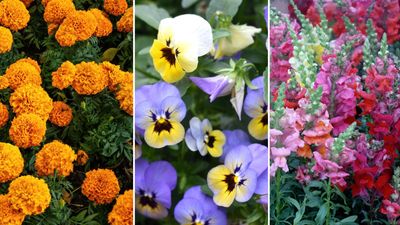 What to plant in March, according to gardening experts