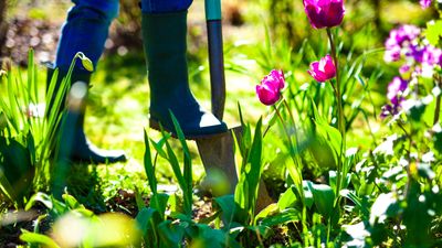 I'm a Gardening Writer — These are the 10 Things I'm Doing Now to Revive my Yard After Winter