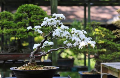 Can You Make a Bonsai Tree Grow Faster? Useful Tricks From Indoor Gardening Experts