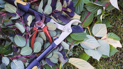 6 plants to prune in spring – cut back these shrubs, perennials, and grasses as part of your seasonal do-to list