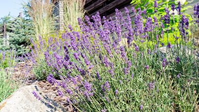 How to Revive Lavender — 4 Tricks to Make Sure Your Plants Come Back Looking Beautiful This Year