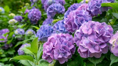 How to prune hydrangeas – simple steps for keeping your favourite garden shrubs in shape