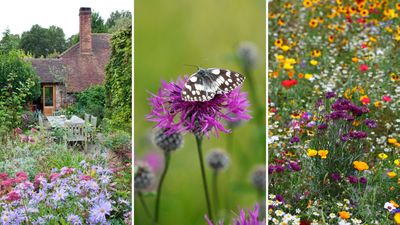 Try the low-maintenance garden trend that welcomes wildlife and nurtures your plants with ease
